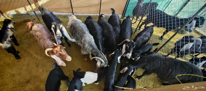 غنم معزا عوارض فاخرة للبيع 5