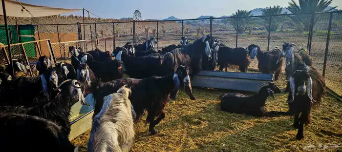 غنم معزا عوارض فاخرة للبيع 9