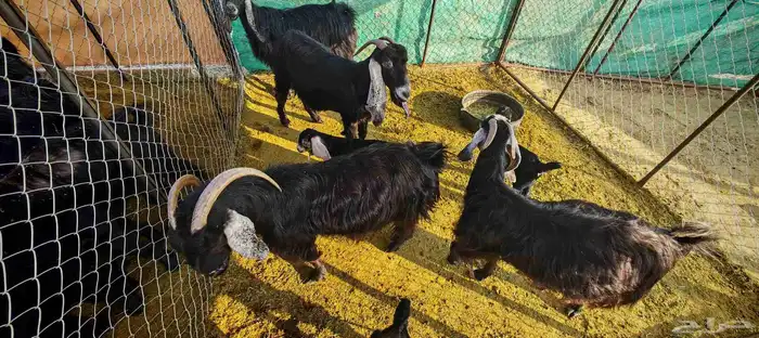 غنم معزا عوارض فاخرة للبيع 4