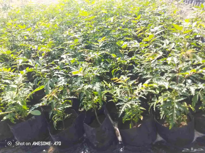 شتلات نيم وشكلات مورينجا 1