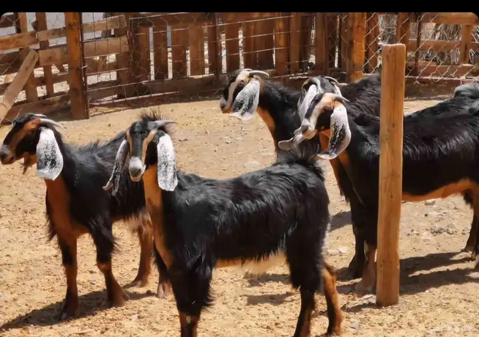 جفار حو مراح واحد خوات بعض قليل بشكلهن منوه للقناي العدد 7 1