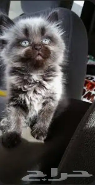 قطط هاف بيكي فيس للبيع 2