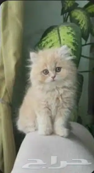 قطط هاف بيكي فيس للبيع 1