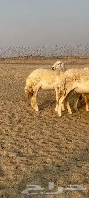 اعرض لكم يوم عرض مميز لمحبيين الحريات الرخال صنف الصنف 55 0