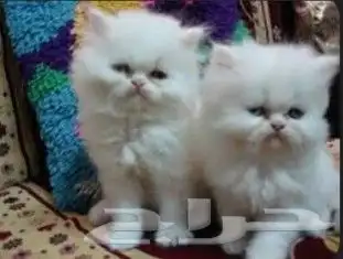 قطط هاف بيكي فيس للبيع 3