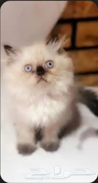 قطط هاف بيكي فيس للبيع 0