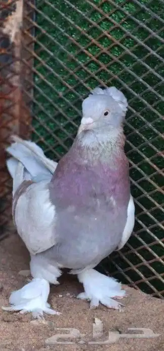 للبيع اناثي اتراك تفاحيات 4