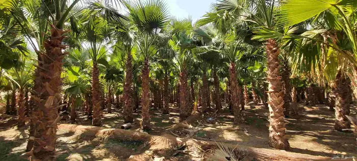 يوجد لدينا نخل واشنطني ونخل عربي جميع المقاسات متوفره 3