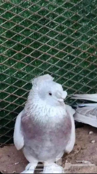 للبيع اناثي اتراك تفاحيات 1