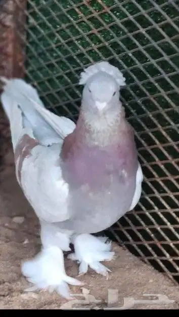 للبيع اناثي ارافل 6