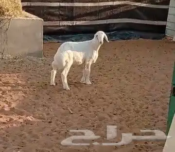 ذبايح طيبه 1