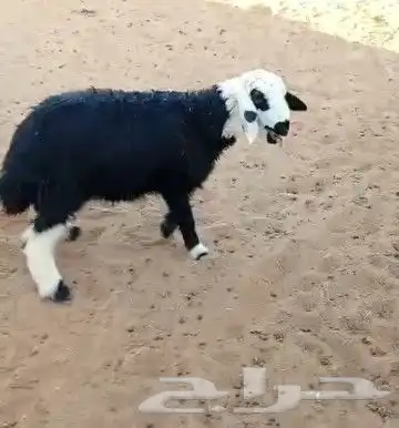 ذبايح طيبه 2