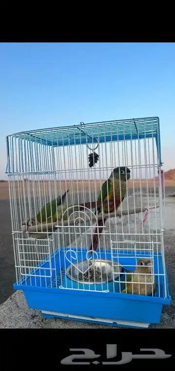 ثلاث فروخ كنيور على السوم للحبه 4