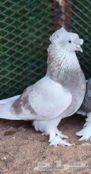 للبيع اناثي ارافل 5