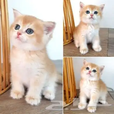 Scotch Kitten - Gold Male 2