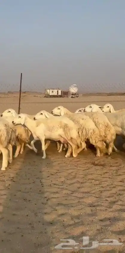 اعرض لكم يوم عرض مميز لمحبيين الحريات الرخال صنف الصنف 55 5