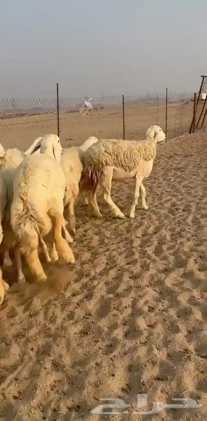 اعرض لكم يوم عرض مميز لمحبيين الحريات الرخال صنف الصنف 55 1