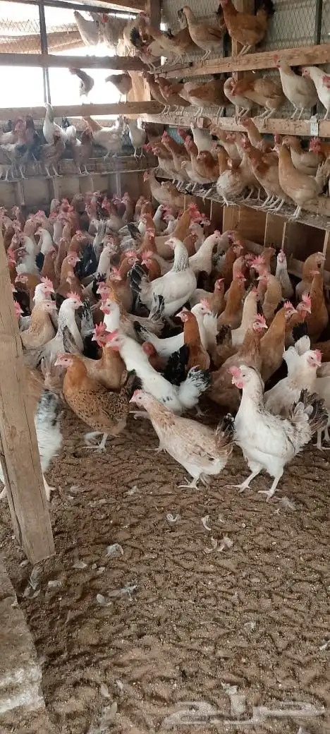 دجاج بلدي بياض 2