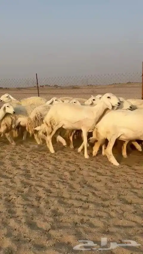 اعرض لكم يوم عرض مميز لمحبيين الحريات الرخال صنف الصنف 55 8