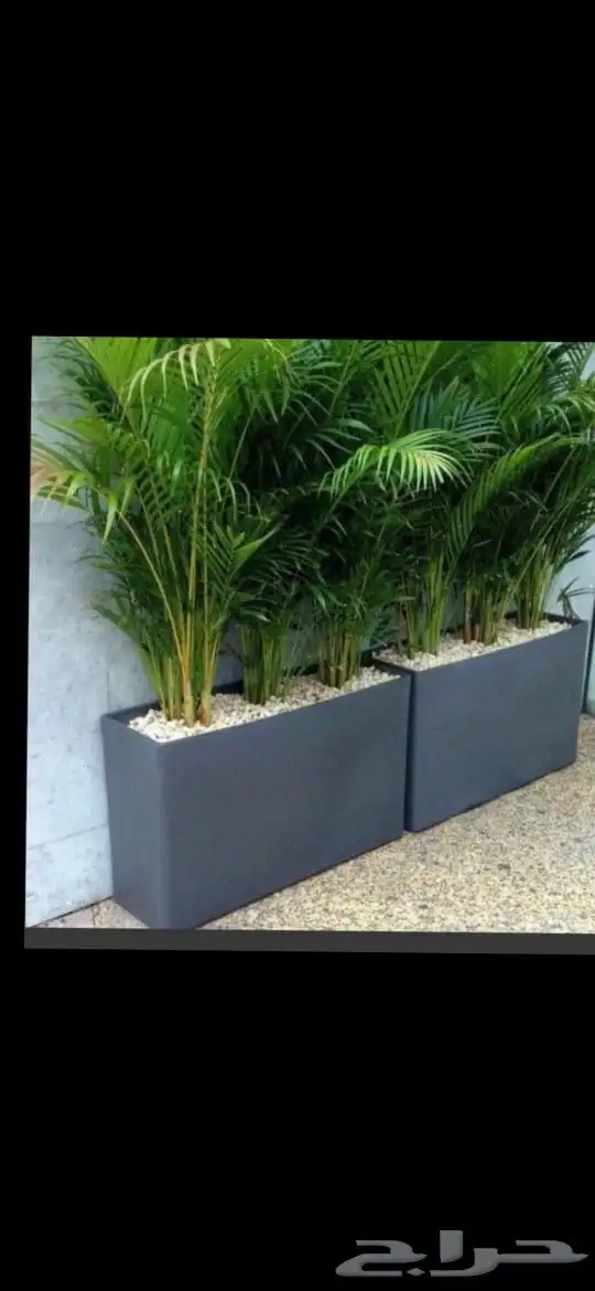 اخوات فايبر قصه اشجار خشب مضلع صيانه لاي شيء في الزراعه 6