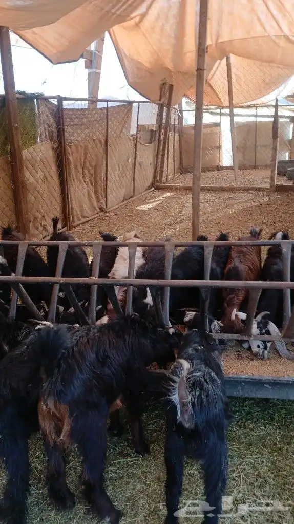 تيوس وجفار مندي 1