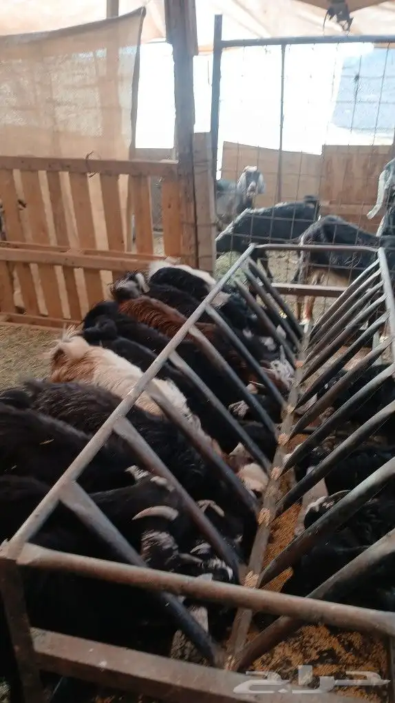 تيوس وجفار مندي 0