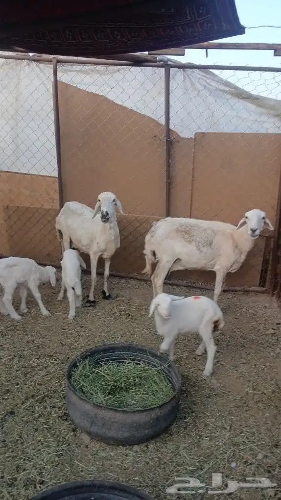 نعاج مواليد 1