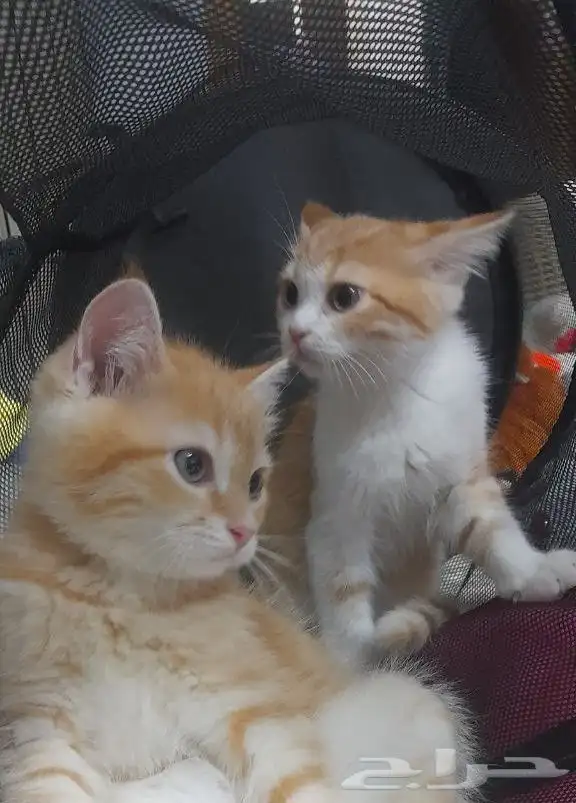 قط ذكر للتبنى 2