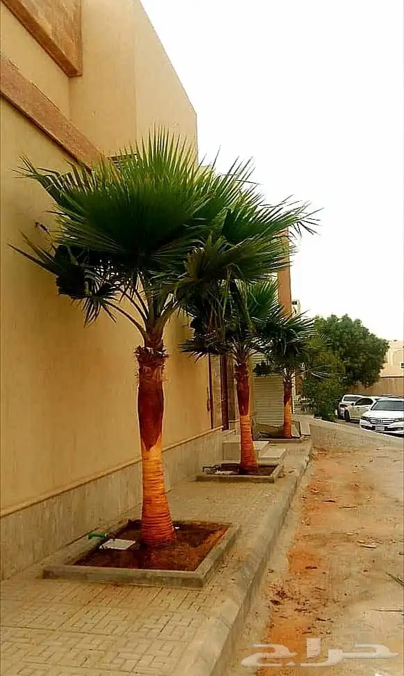 نخل واشنطنيا نخل مثمر صقعي هلالي اخلاص سكري عسيله غر ثيل 9