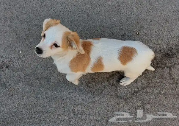 كلب للتبني 0