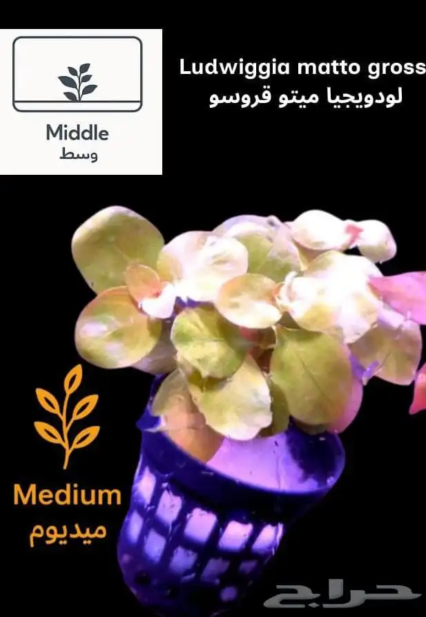 نباتات أنواع مختلفة للحوض سمك 9