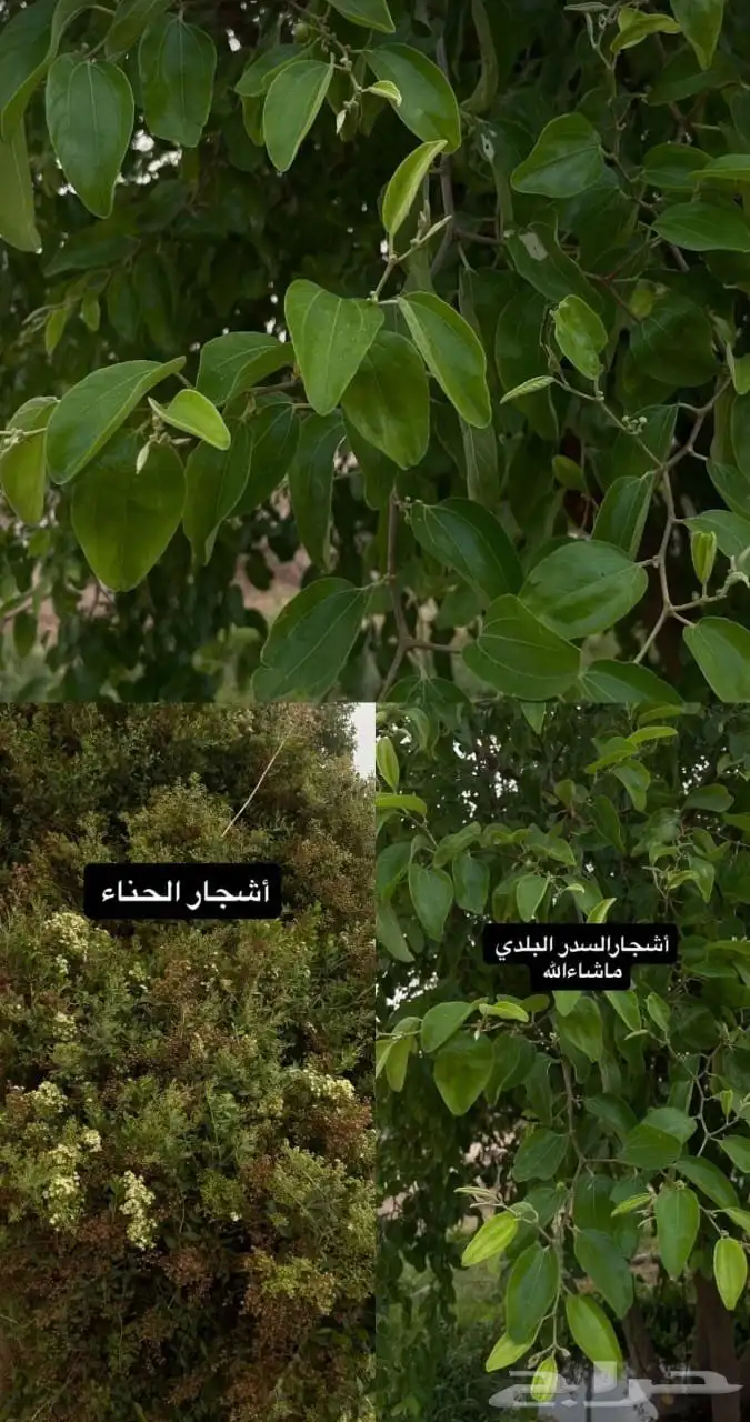 حن اء وسدر عضوي مديني 100  طبيعي ومصف ى 4