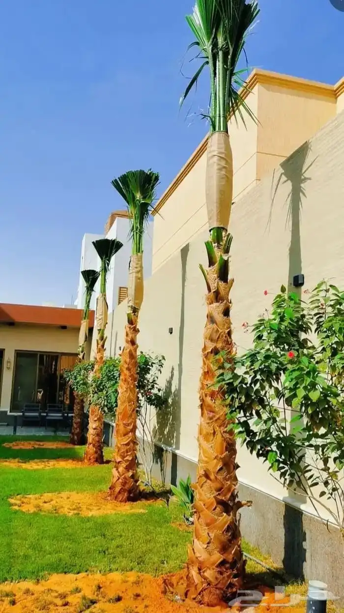 نخل وشنطني زينه للفل واستراحات والبيوت والقصور وا 2