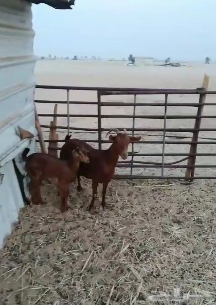 عنز جنوبيه حدرها جفره عمرها حول شهرين العنز اول صاف بدايه 1