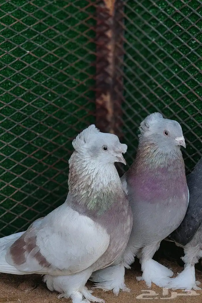 للبيع اناثي اتراك تفاحيات 0