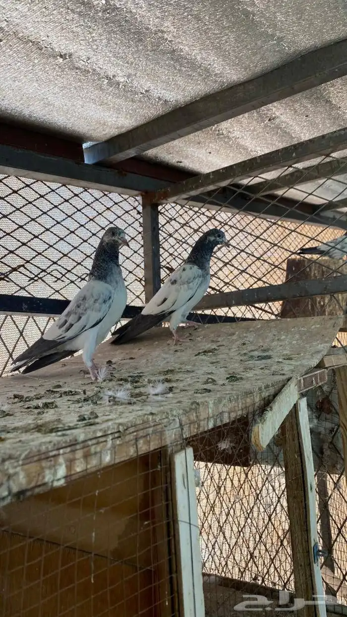 حمام باكستاني طبه 3