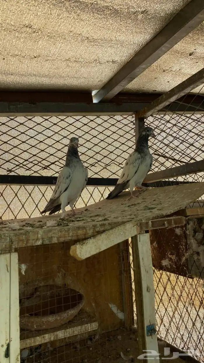 حمام باكستاني طبه 0