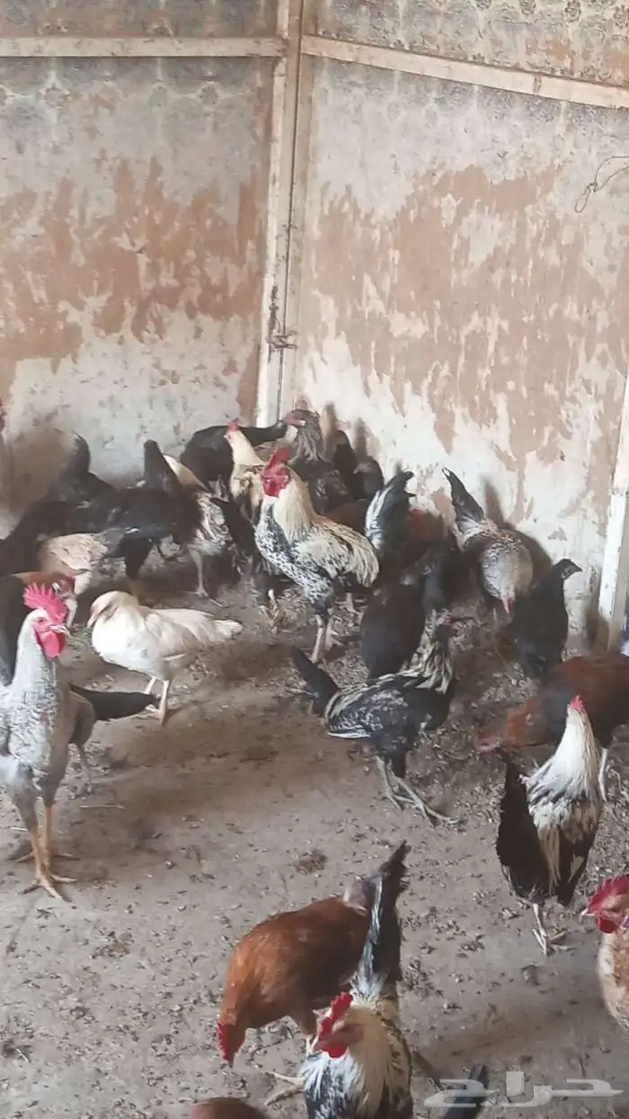 دجاج عربي للبيع الموقع اليتمه 2