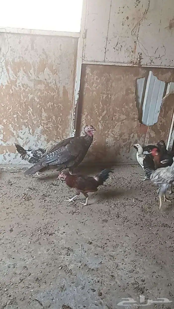 دجاج عربي للبيع الموقع اليتمه 8