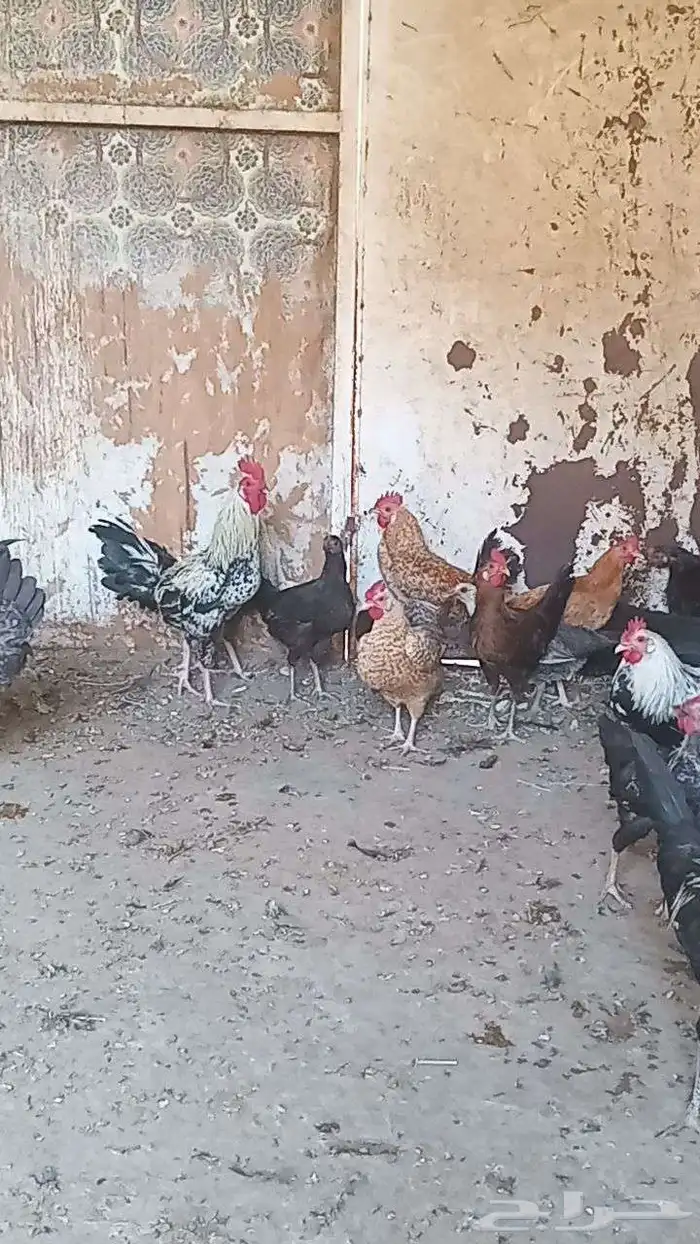 دجاج عربي للبيع الموقع اليتمه 7