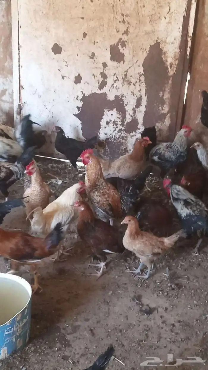 دجاج عربي للبيع الموقع اليتمه 1