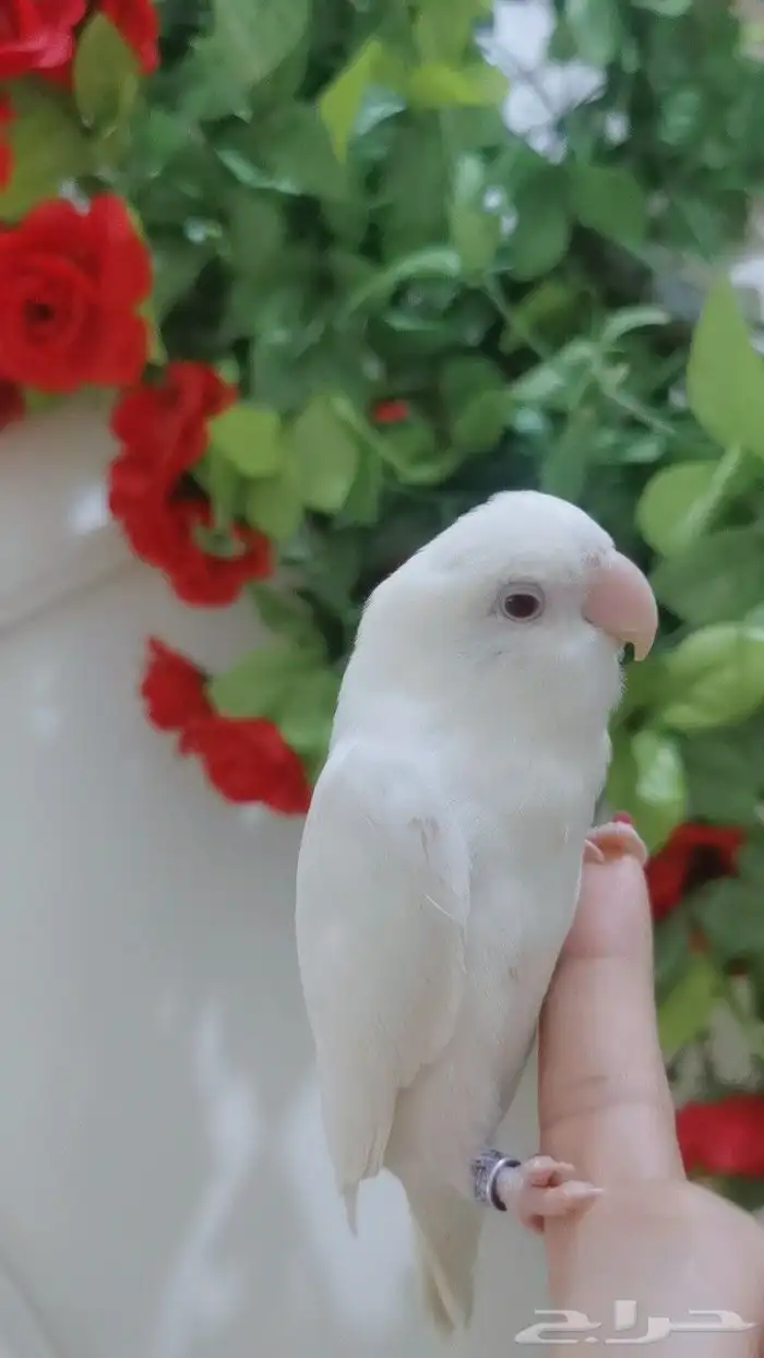 للبيع ببغاء روز ألبينو نادر وجميل 1