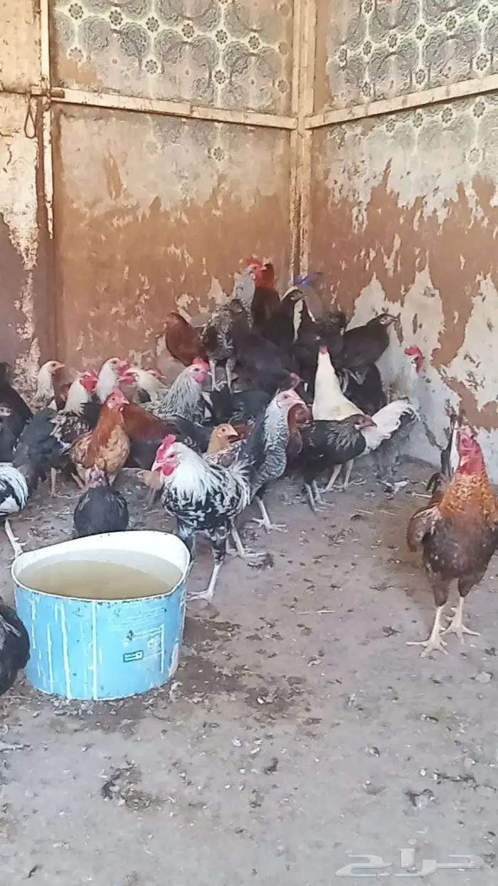 دجاج عربي للبيع الموقع اليتمه 9