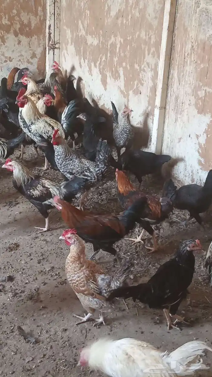 دجاج عربي للبيع الموقع اليتمه 5