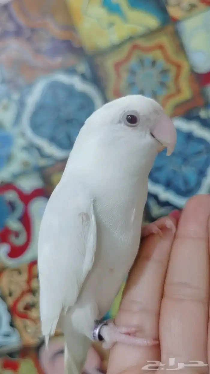 للبيع ببغاء روز ألبينو نادر وجميل 3