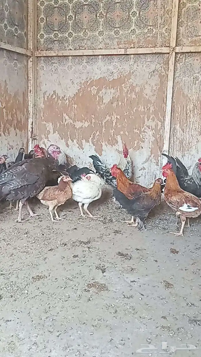 دجاج عربي للبيع الموقع اليتمه 6