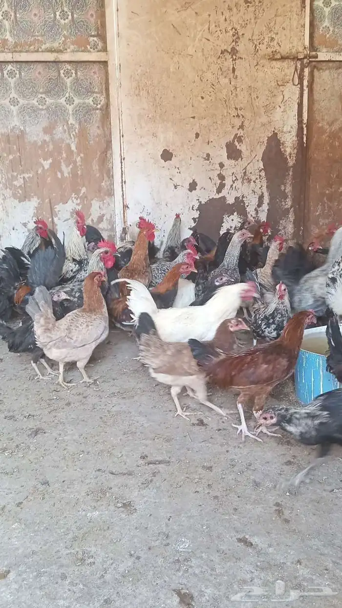 دجاج عربي للبيع الموقع اليتمه 3