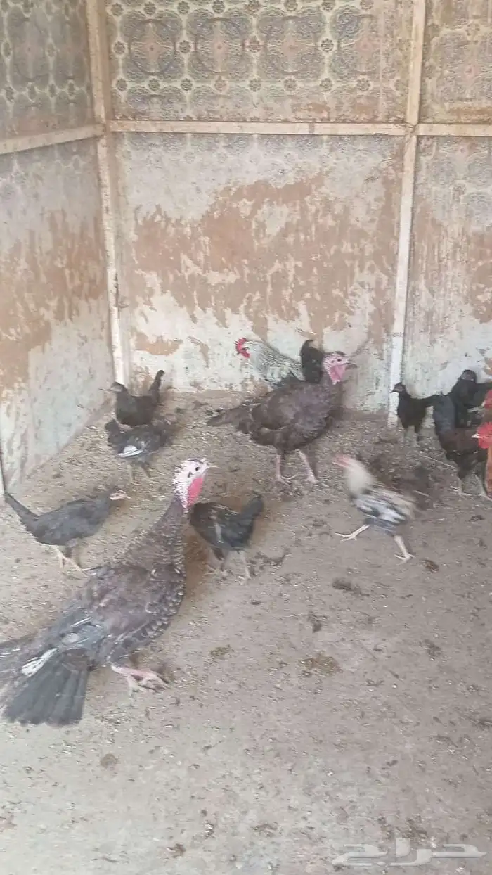 دجاج عربي للبيع الموقع اليتمه 0