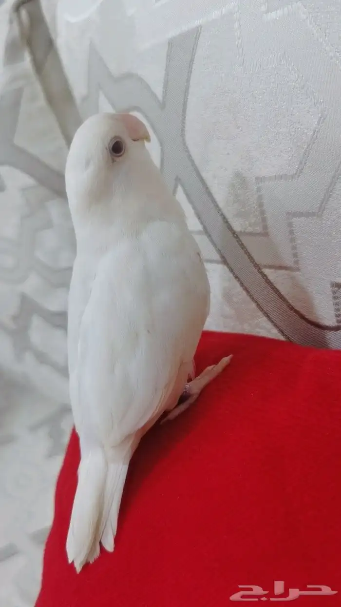 للبيع ببغاء روز ألبينو نادر وجميل 2