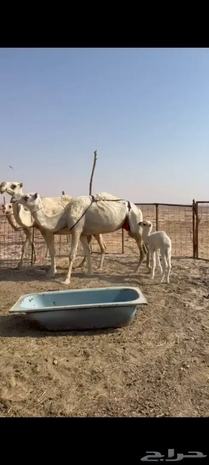 للبيع خلفه طيبه حدرها بكره طيبه ديوسها شرط موقع حراج هدي 0